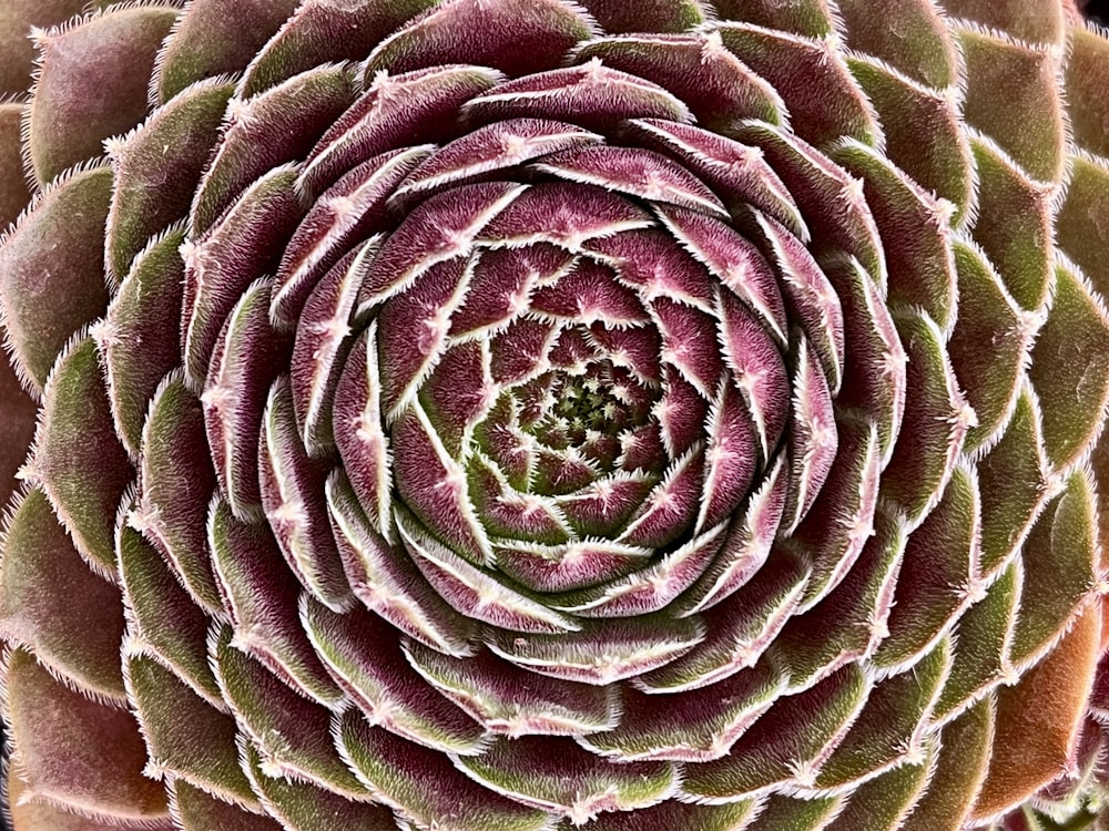 a close up view of a large flower