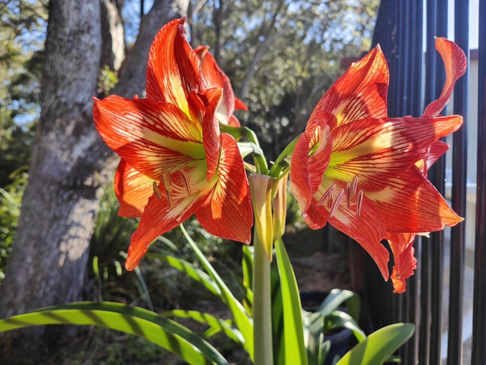 a close up of two flowers near a fence