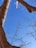 Large tree trunks and branches without leaves stretch across the scene against a clear blue sky.