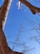 Large tree trunks and branches without leaves stretch across the scene against a clear blue sky.