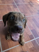 A young puppy with light brown fur and bright blue eyes sits on a tiled floor. The puppy has its mouth open as if barking or excited, displaying white teeth. The tiles are brown with distinct square patterns.