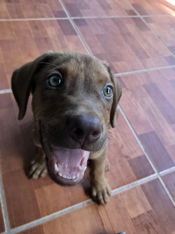 A young puppy with light brown fur and bright blue eyes sits on a tiled floor. The puppy has its mouth open as if barking or excited, displaying white teeth. The tiles are brown with distinct square patterns.