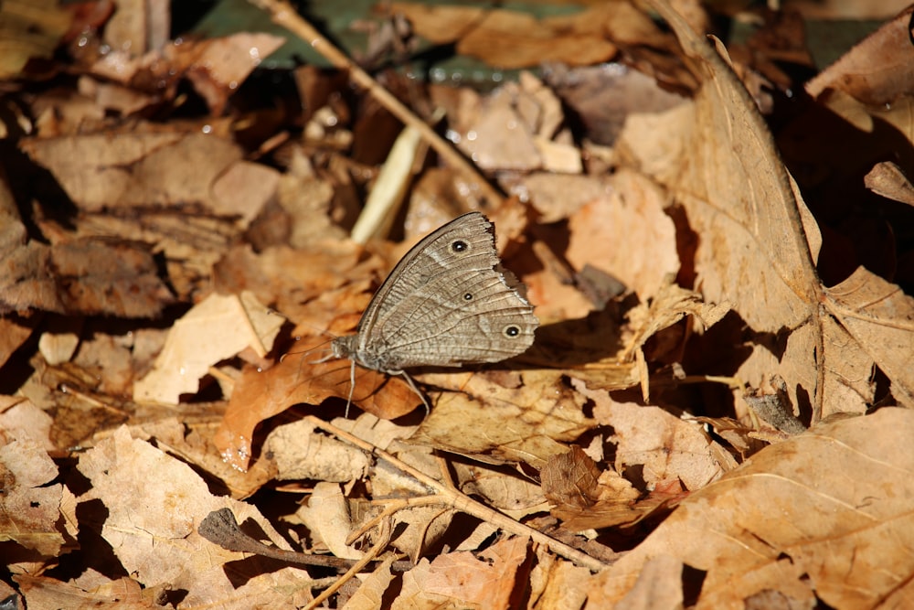 a gray butterfly sitting on top of a pile of leaves