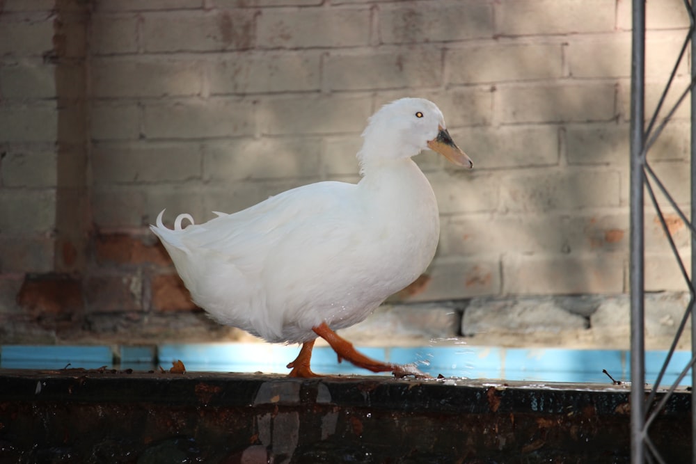a white duck is walking on a ledge