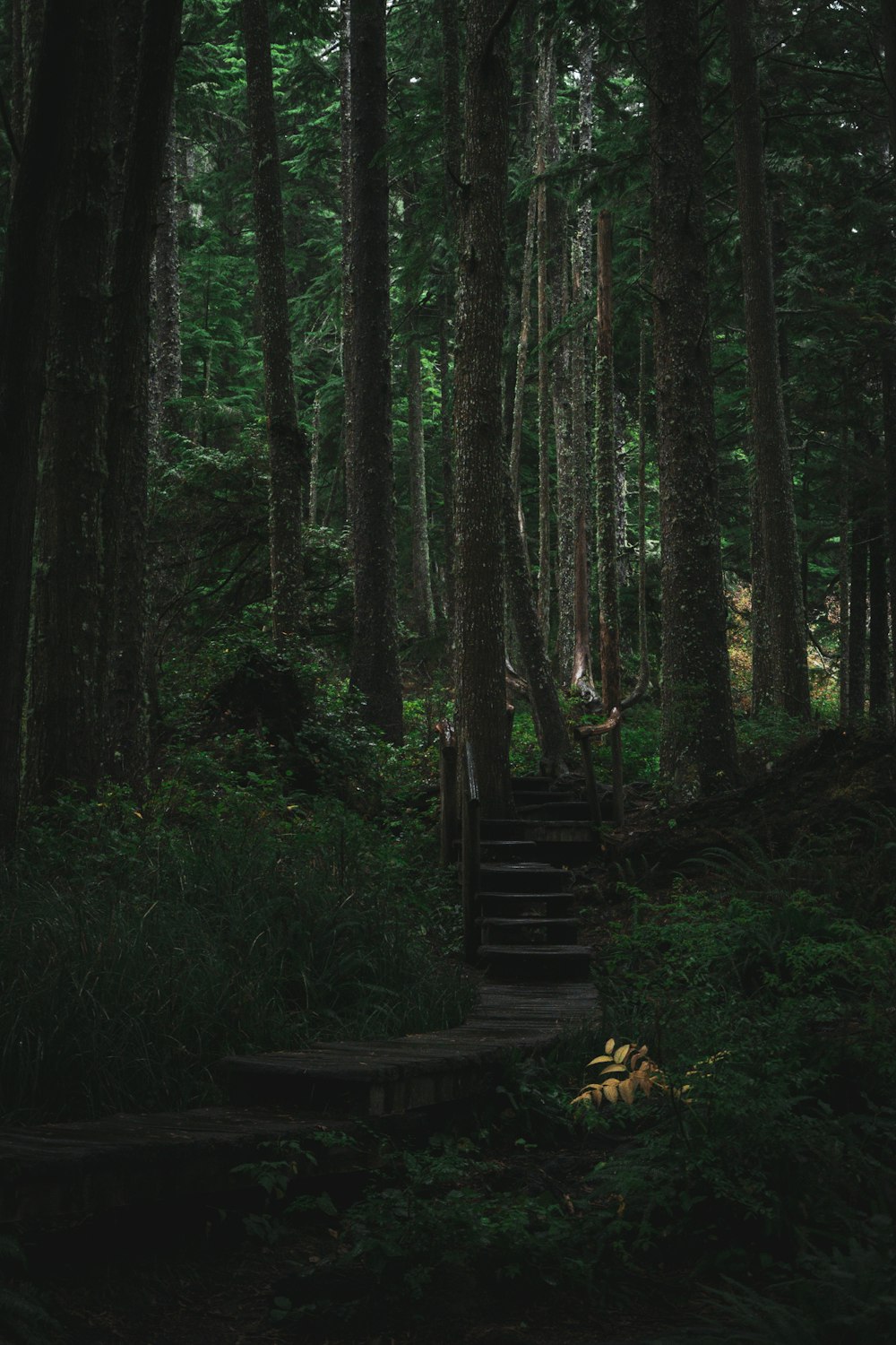 a stairway in the middle of a forest
