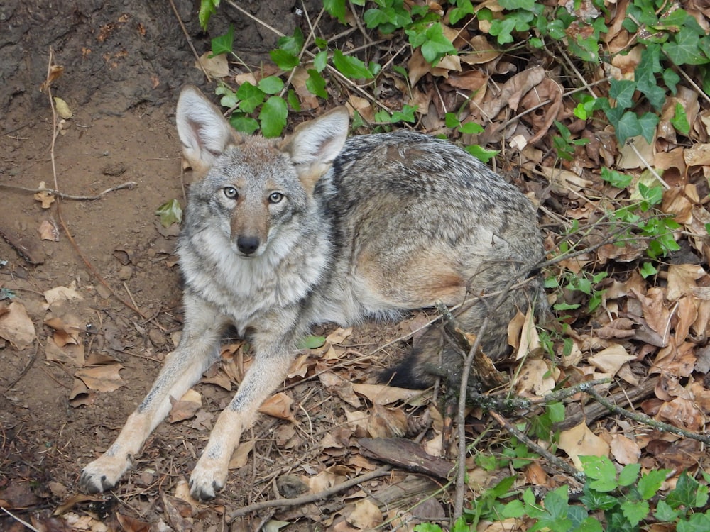 a wolf laying on the ground surrounded by leaves