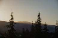 Evening glow illuminating the silhouette of tall pine trees on the ridge.