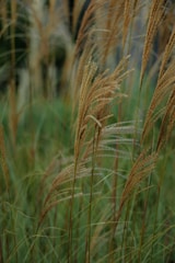 a close up of a bunch of tall grass