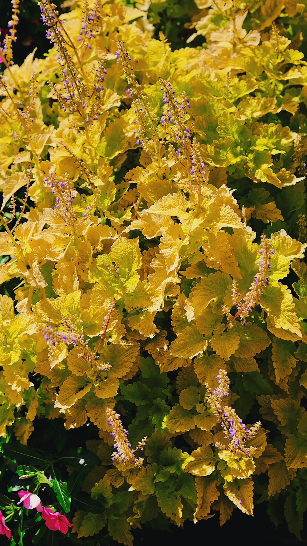 a bunch of yellow flowers in a garden