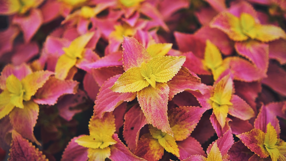 a close up of a bunch of purple and yellow flowers