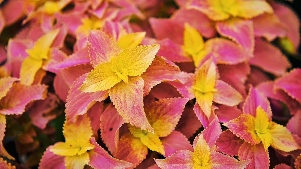 a bunch of pink and yellow flowers in a garden