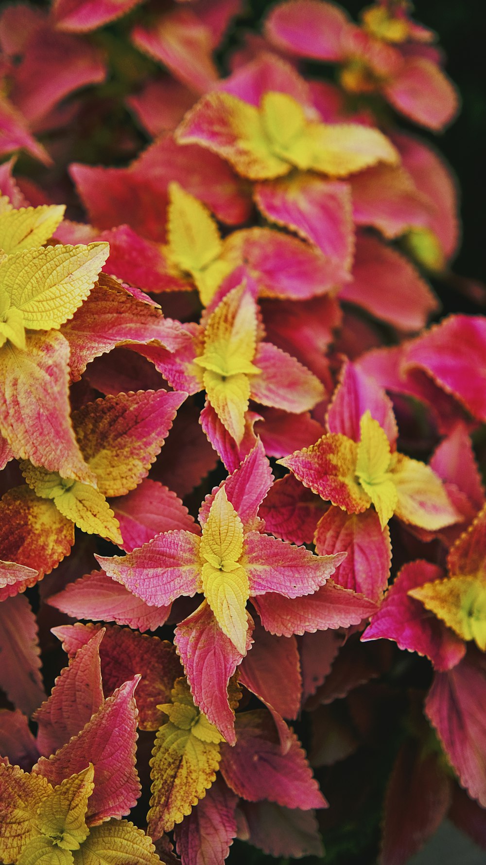 un bouquet de fleurs rouges et jaunes aux feuilles vertes