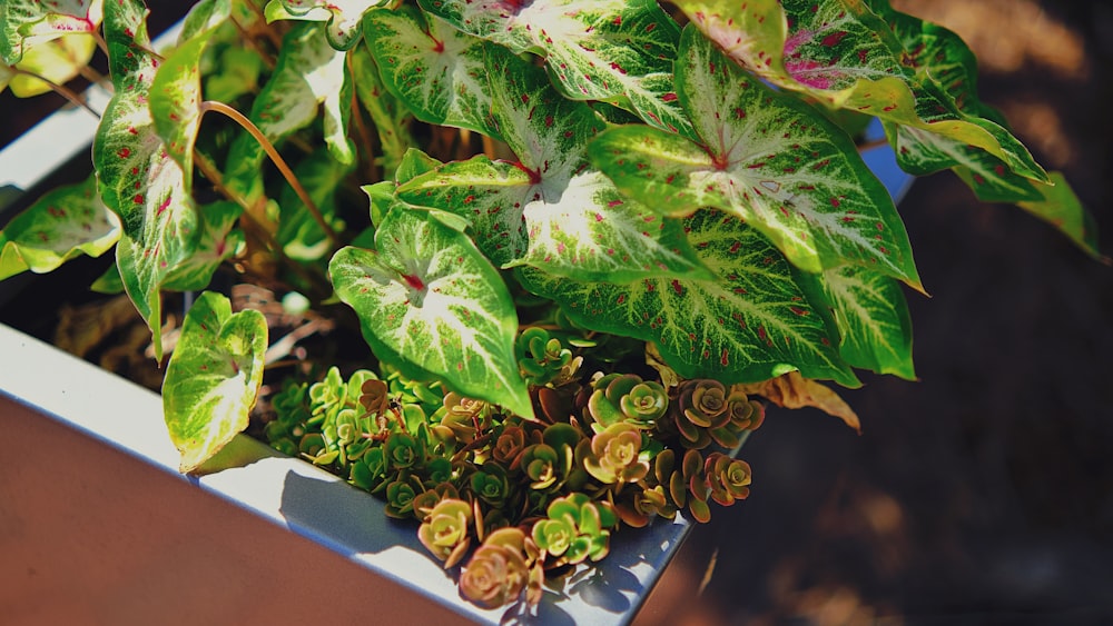 a close up of a plant in a pot