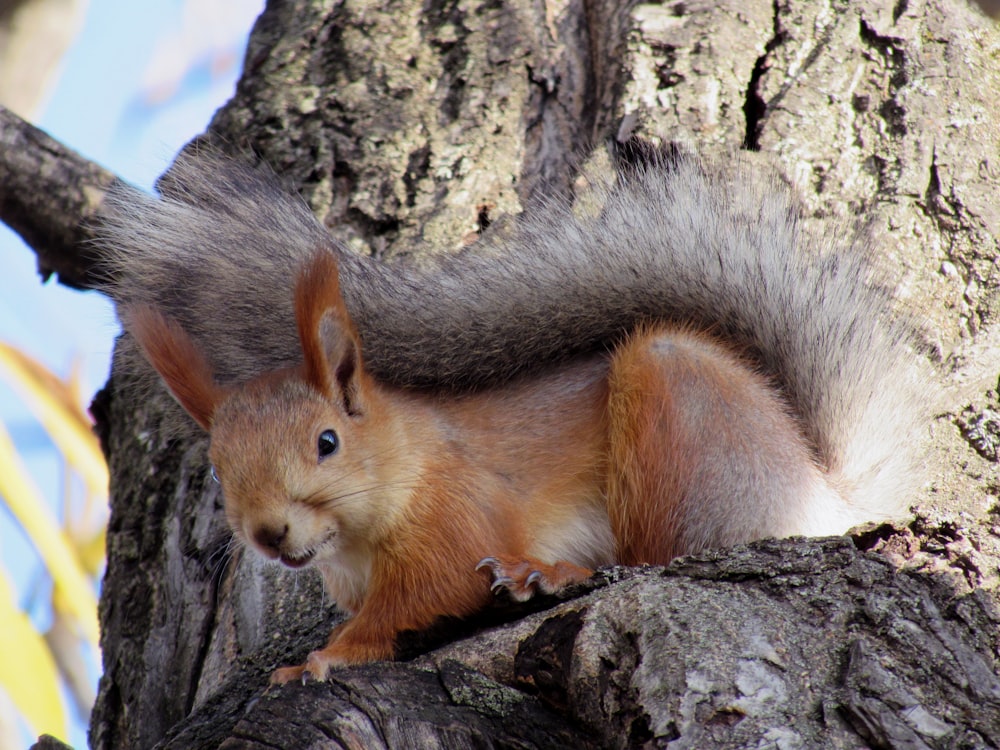 a squirrel is sitting on a tree branch