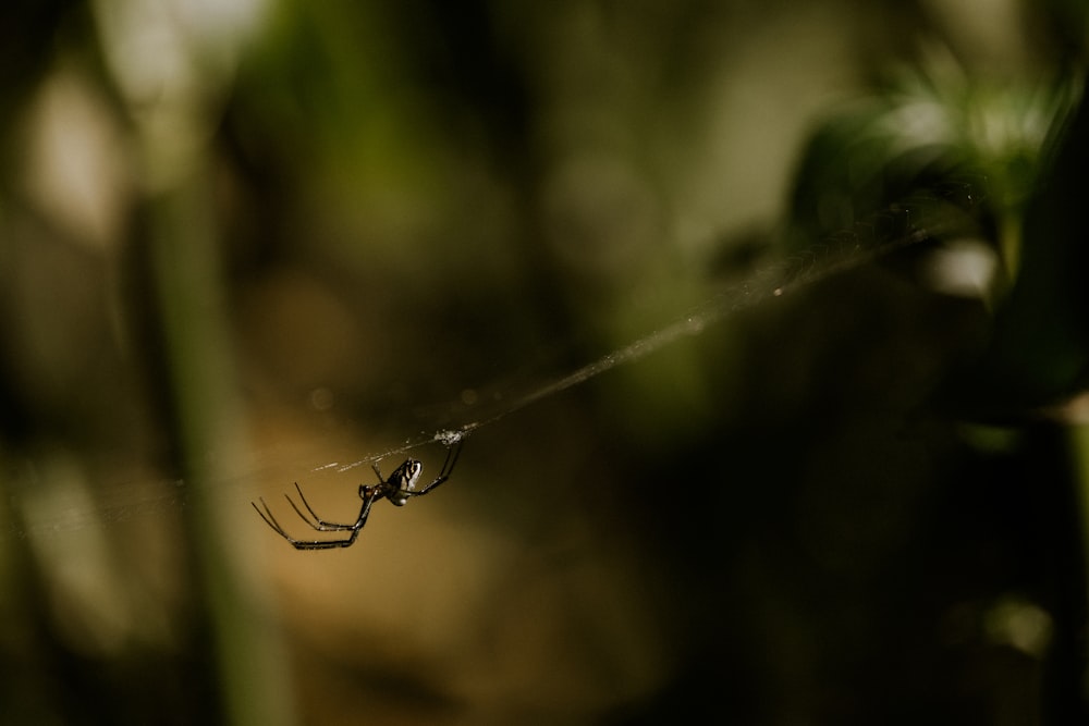 eine Spinne, die auf einem Netz mitten im Wald sitzt
