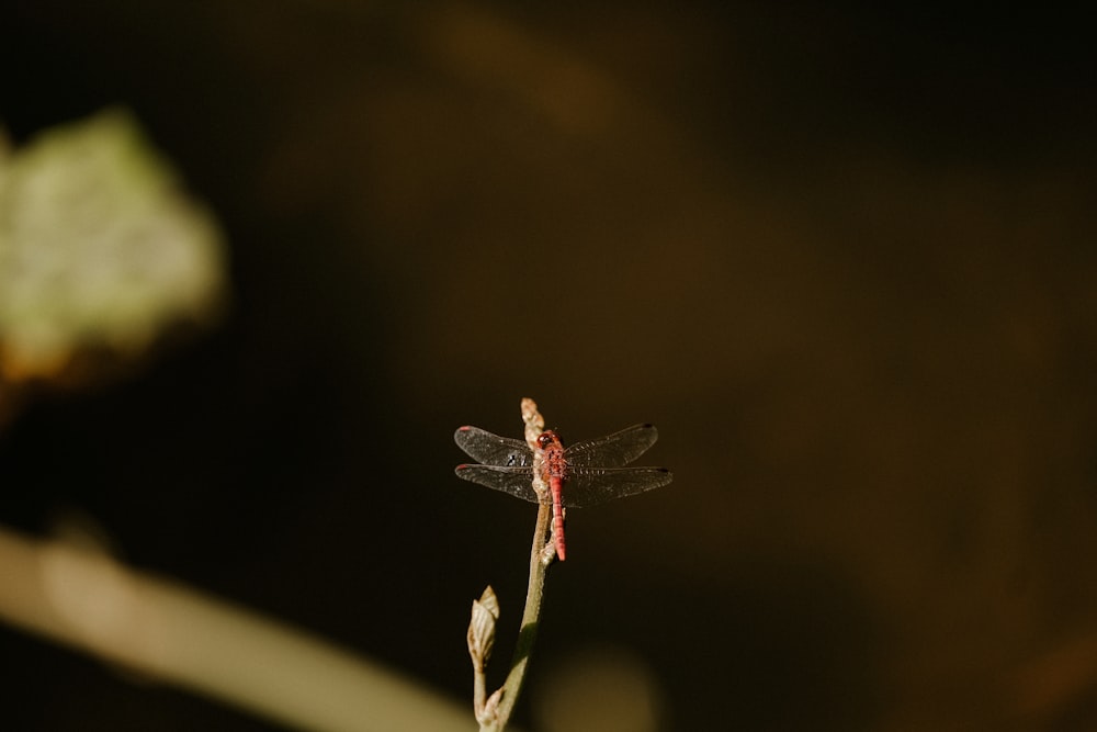 a red dragonfly sitting on top of a plant