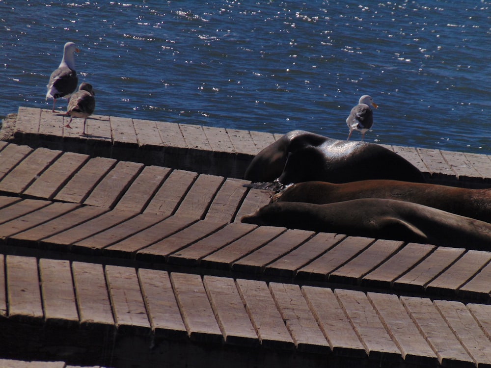 a group of seagulls sitting on a dock next to a body of water