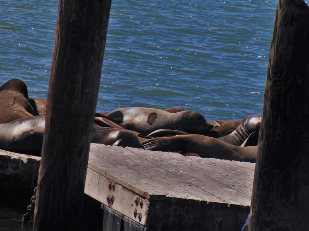 a group of sea lions resting on a dock