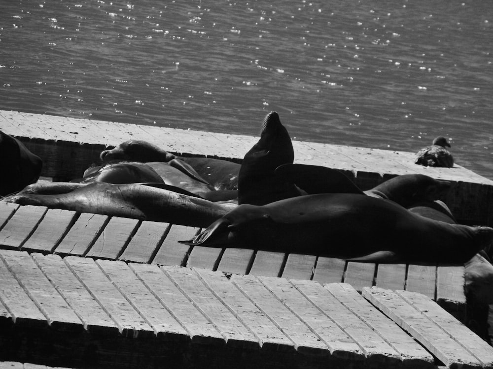 a black and white photo of a person laying on a dock
