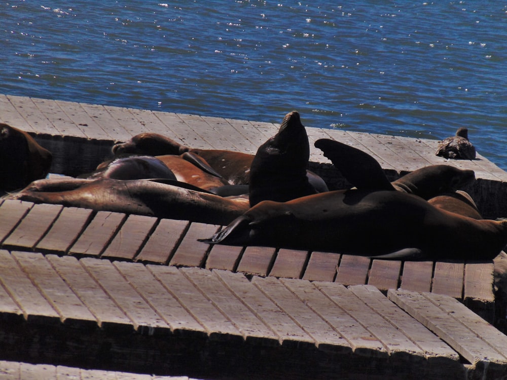 a group of sea lions laying on a dock