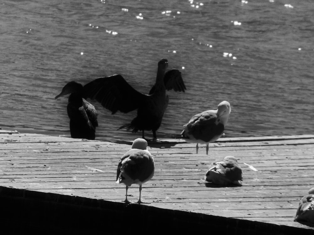 a flock of birds standing on top of a wooden pier