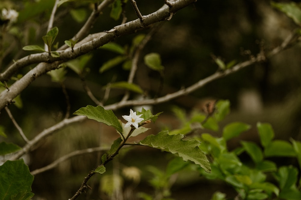 a small white flower on a tree branch