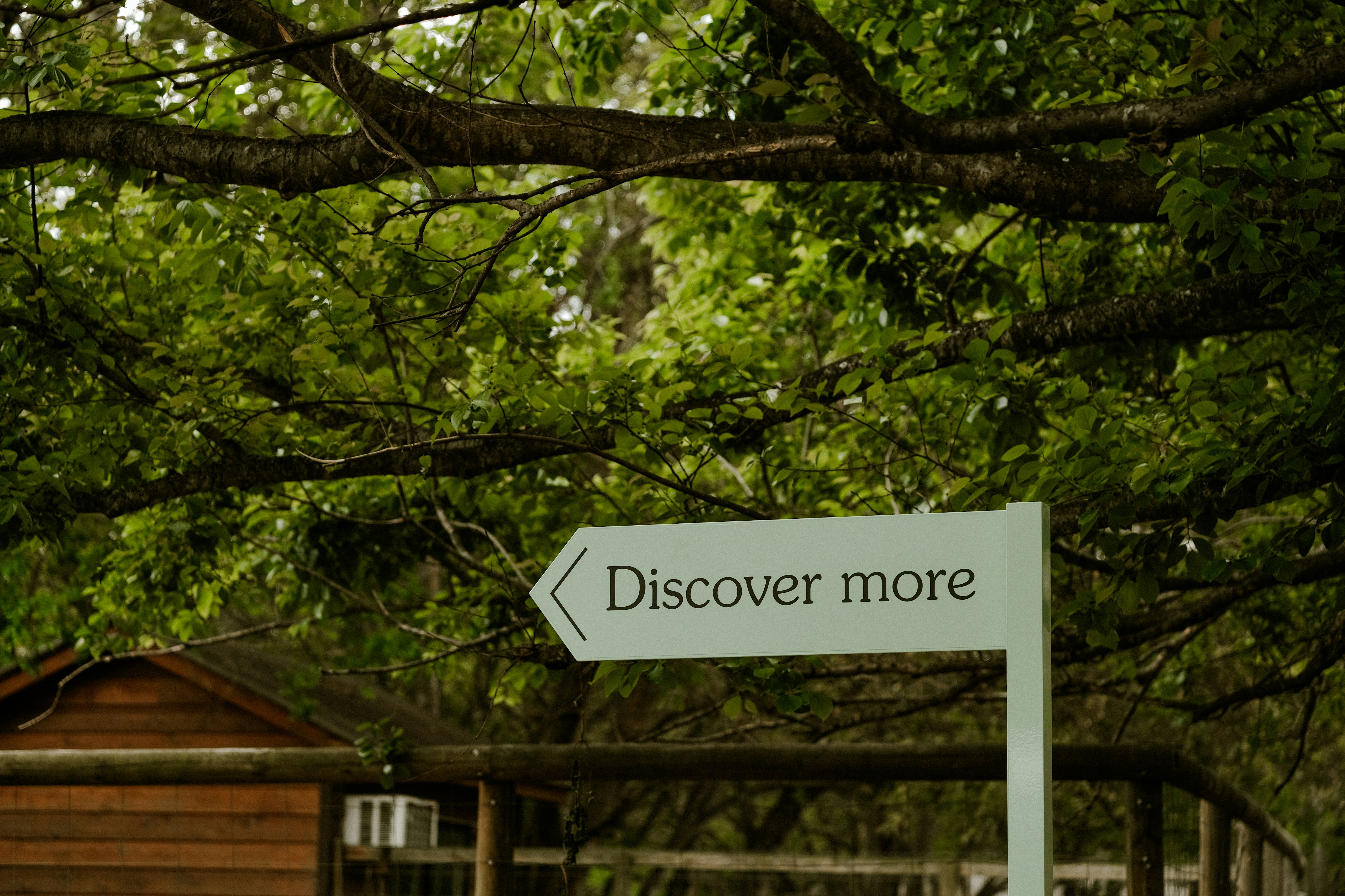 a sign that says discovery more under a tree