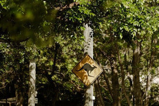 A yellow diamond-shaped sign with a black silhouette of a kangaroo is mounted on a post. The sign is set against a backdrop of lush green trees and foliage, with sunlight filtering through the leaves.