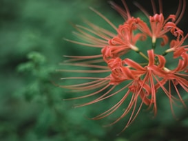 A vibrant, red spider lily with long, thin petals stretching outward, set against a blurred green background, highlighting the flower's intricate structure.