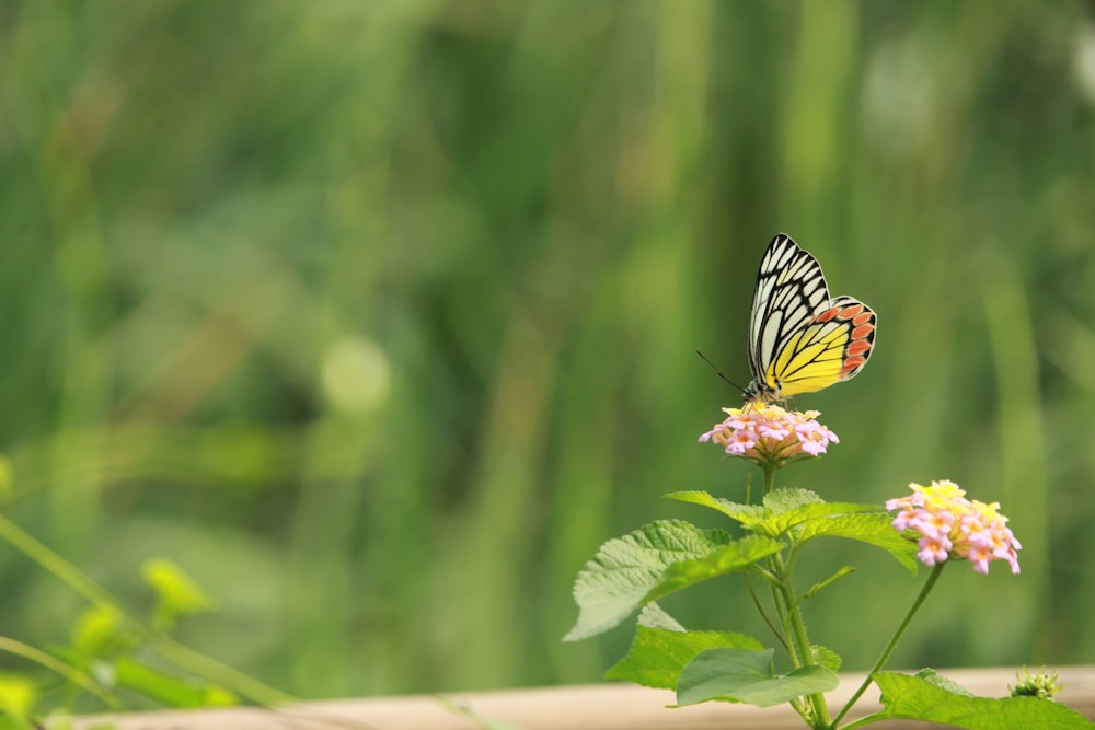 a butterfly sitting on top of a pink flower