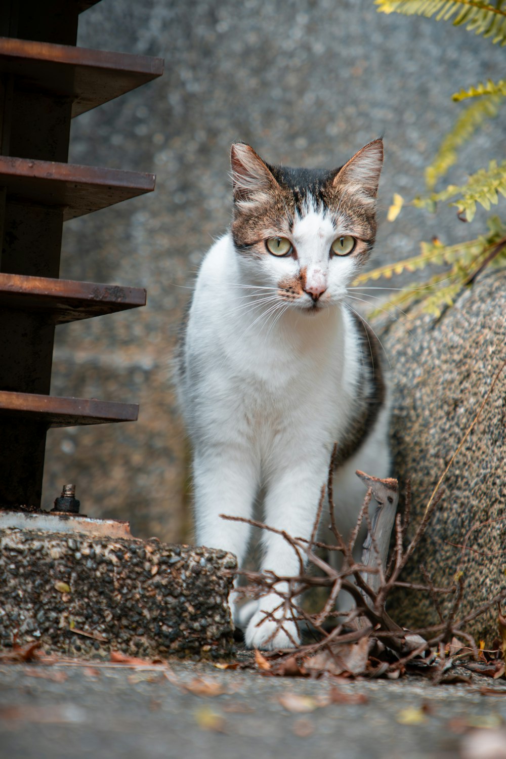 a white and gray cat standing next to a plant