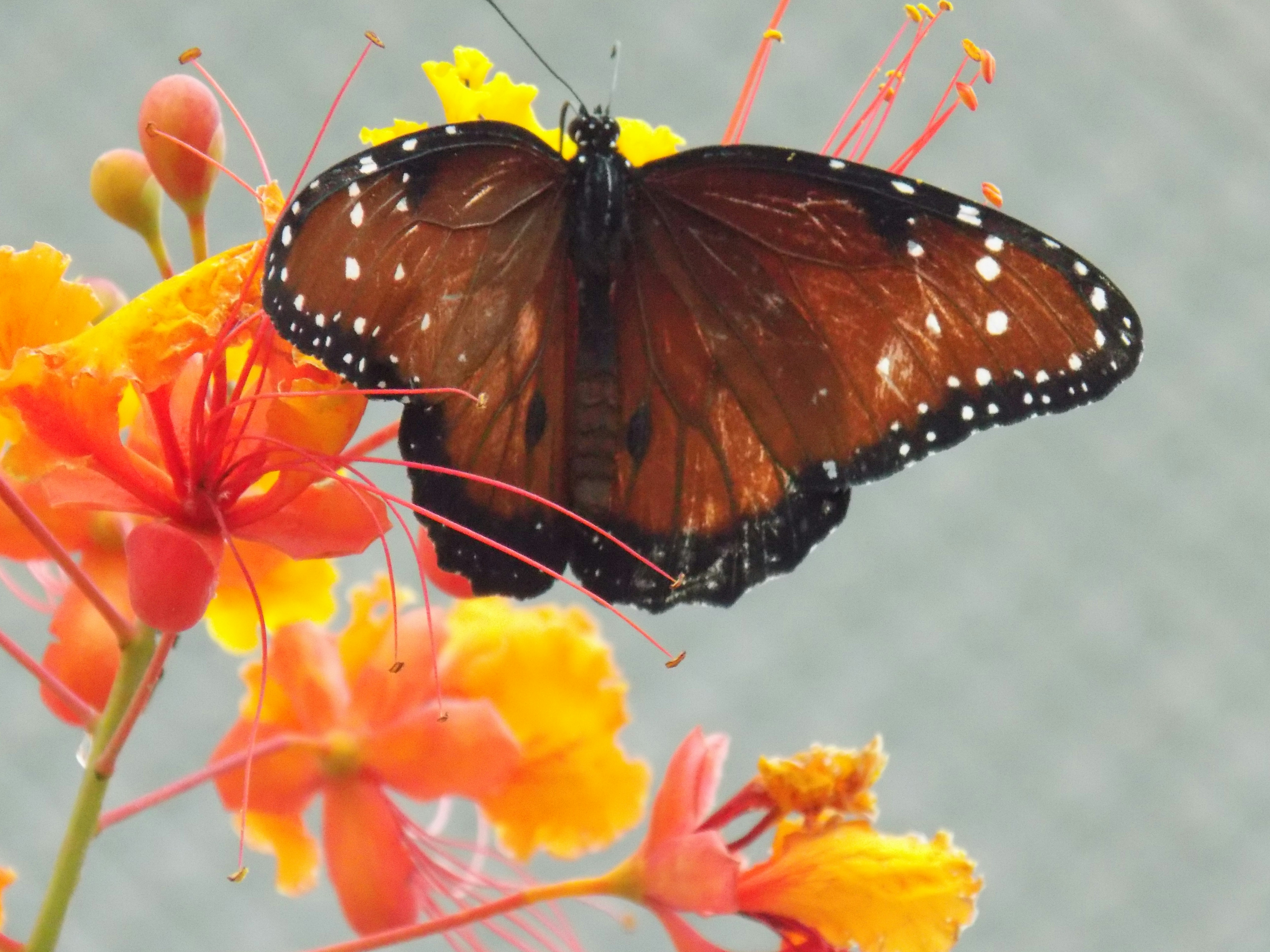 A butterfly sitting on top of a flower photo – Free Flower Image on ...