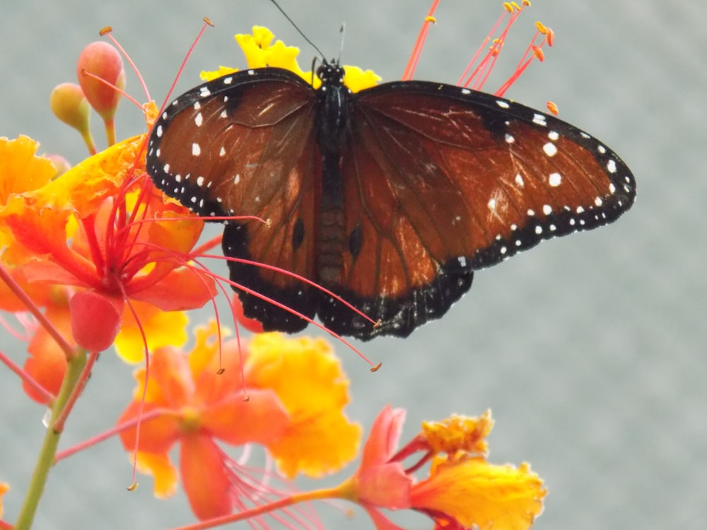 a butterfly sitting on top of a flower