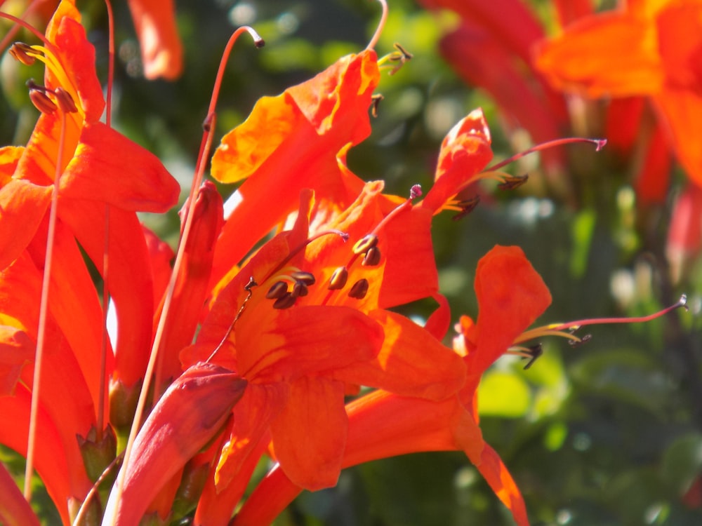 a close up of a bunch of orange flowers