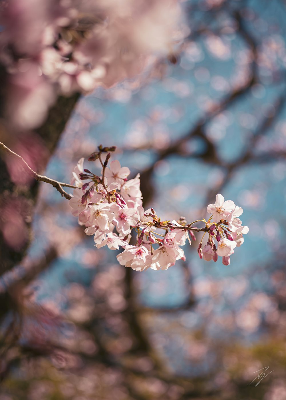 a branch of a cherry tree with pink flowers