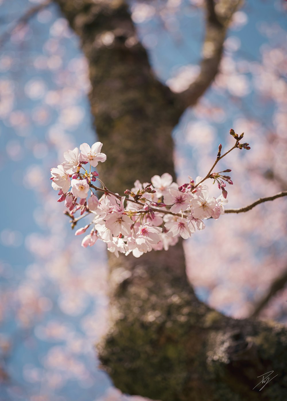 a branch of a cherry blossom tree with a blue sky in the background