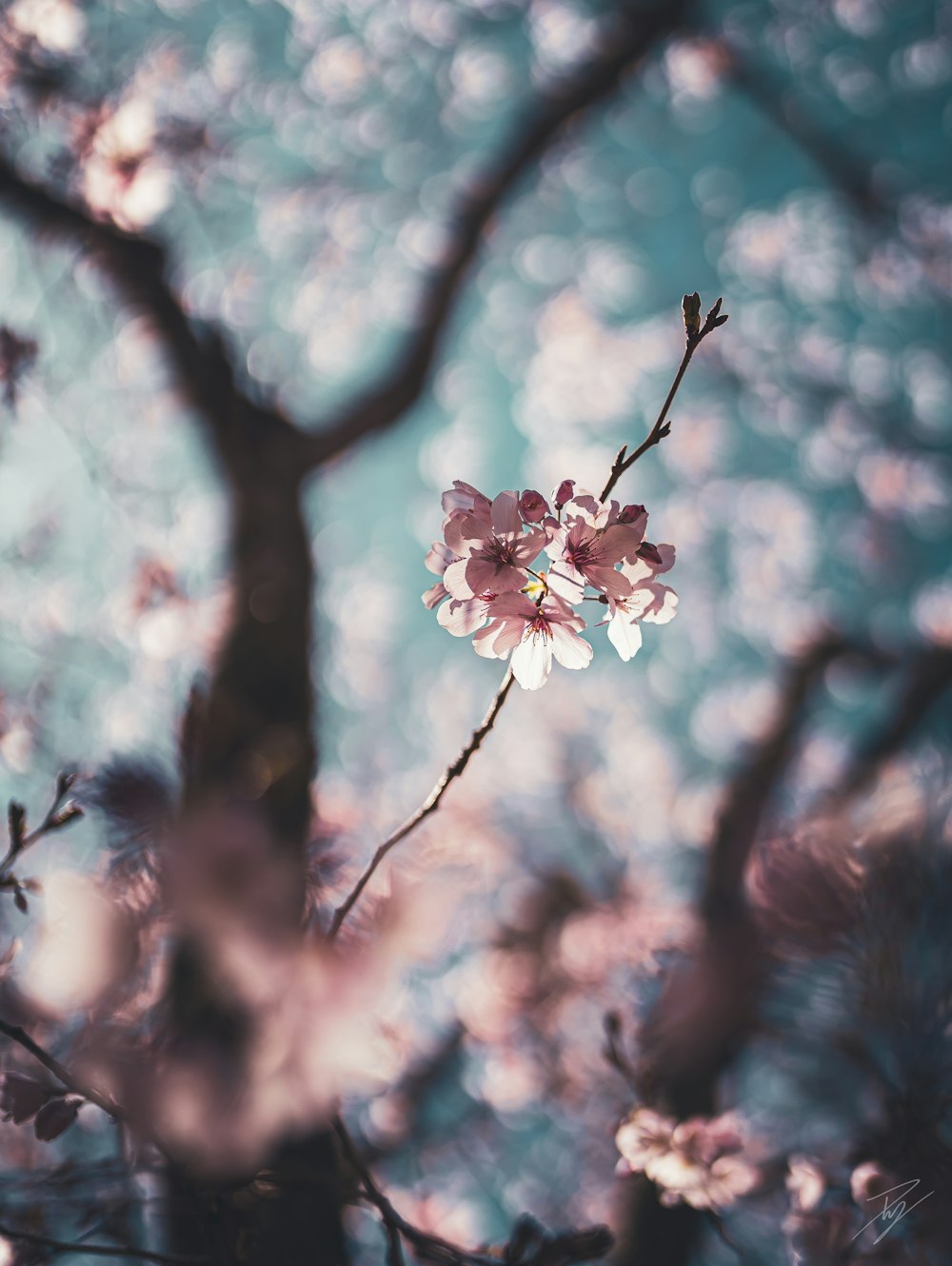 a branch with a bunch of flowers on it