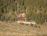 Cabins nestled among dense evergreen trees on a hillside. The structures have wooden exteriors with rustic designs, and they are surrounded by a variety of tall, lush coniferous trees. The ground in the foreground appears to be a mixture of dry grass and small shrubs.