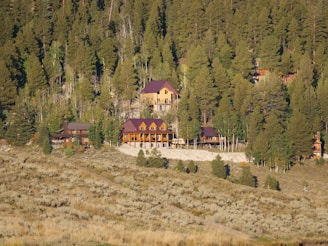 Cabins nestled among dense evergreen trees on a hillside. The structures have wooden exteriors with rustic designs, and they are surrounded by a variety of tall, lush coniferous trees. The ground in the foreground appears to be a mixture of dry grass and small shrubs.