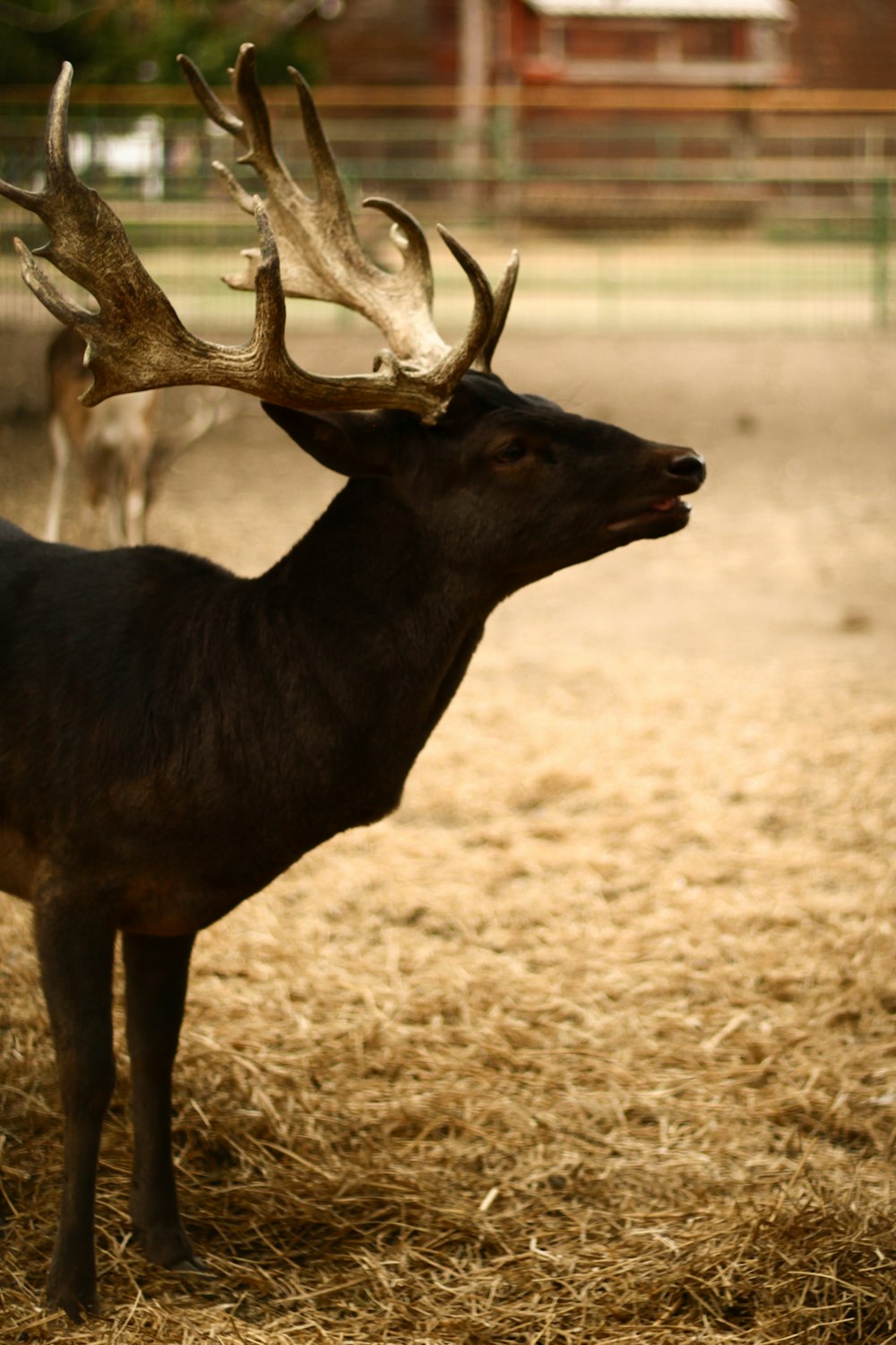 a deer with antlers standing in a pen