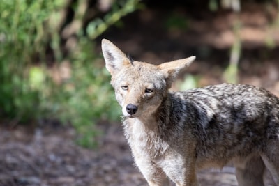 A wild canine with light brown fur and pointed ears stands in a natural outdoor setting. The animal appears alert, with its gaze directed towards the camera. The background is blurry, showing green foliage and underbrush.