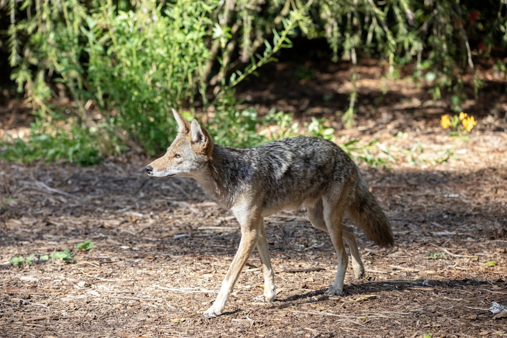 a small gray wolf walking across a dirt field