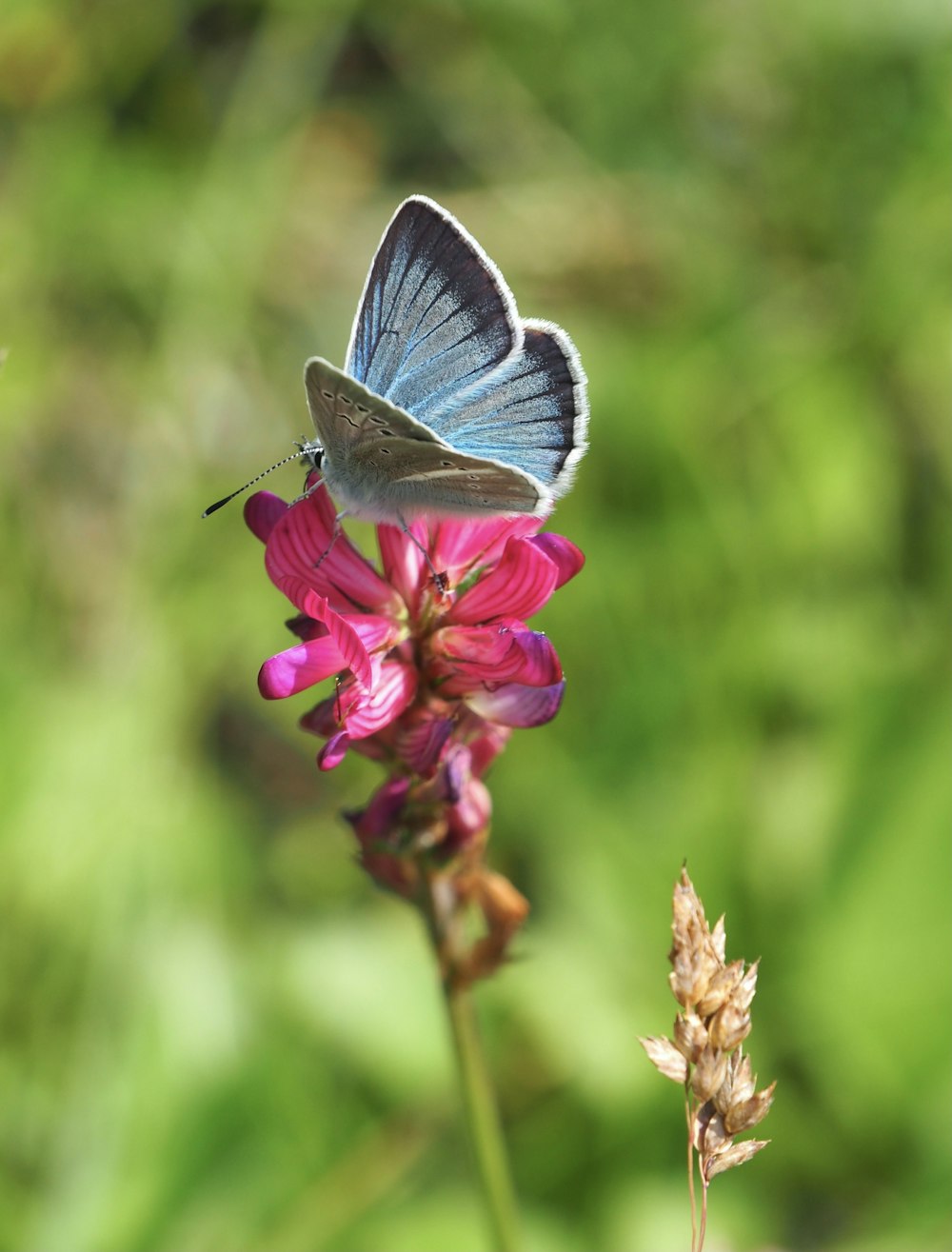 a blue butterfly sitting on top of a pink flower