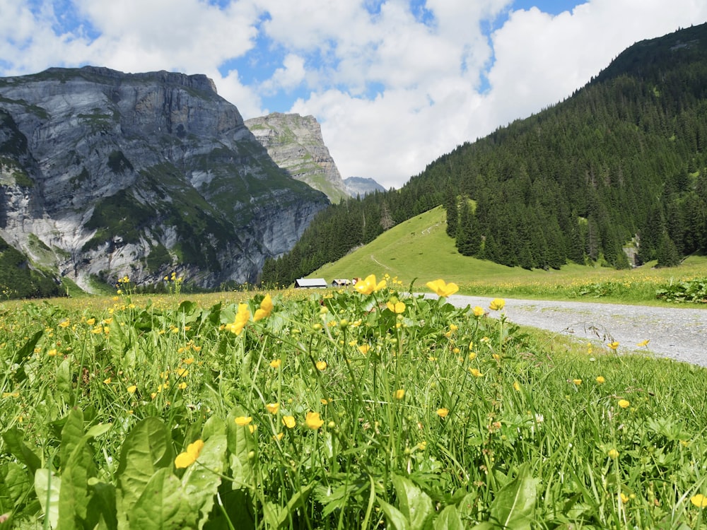a field of yellow flowers in front of a mountain