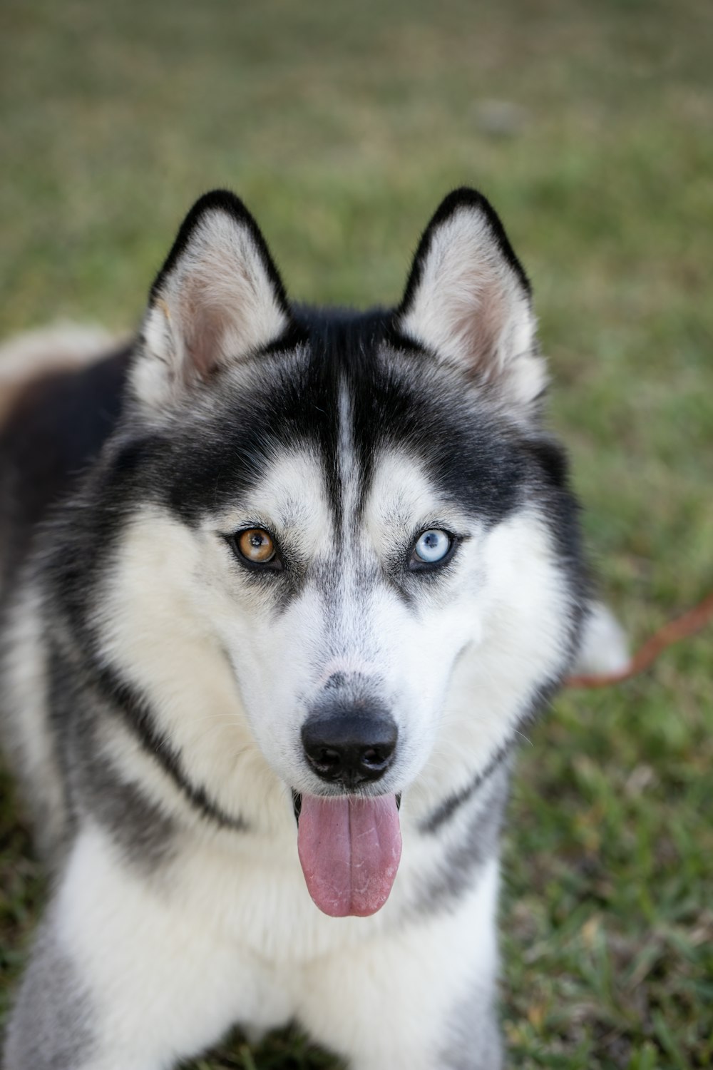 a black and white husky dog with blue eyes