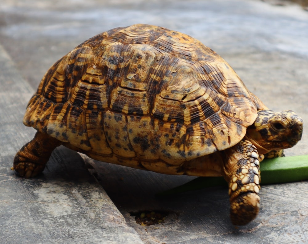 a tortoise eating a piece of green food