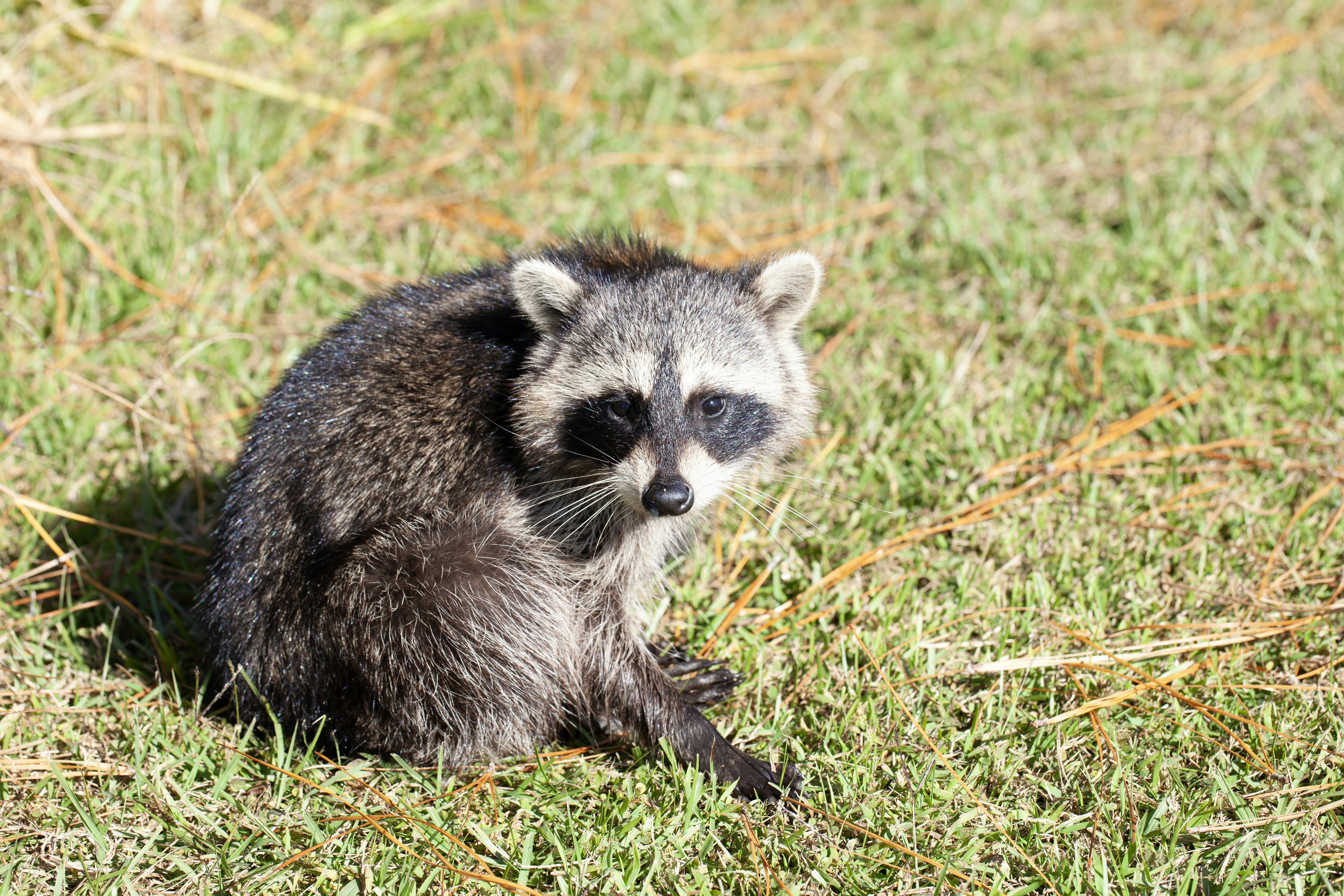 a raccoon sitting in the grass looking at the camera