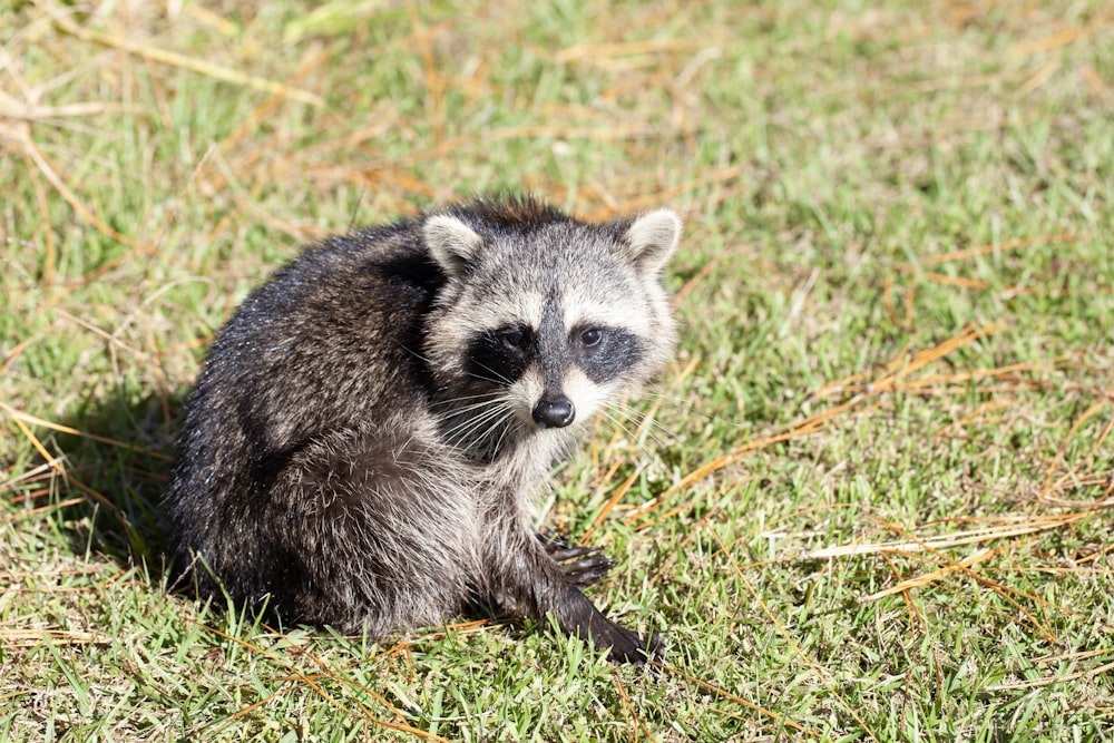 a raccoon sitting in the grass looking at the camera
