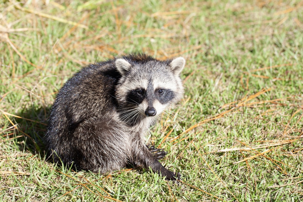 Un mapache sentado en la hierba mirando a la cámara