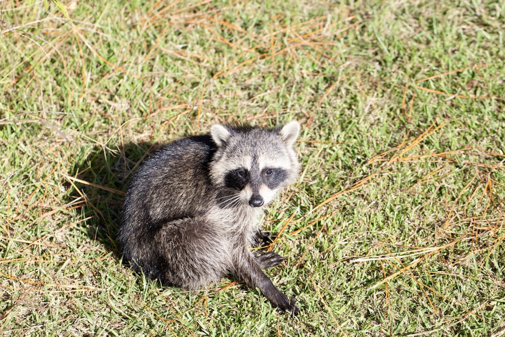 a raccoon sitting in the grass looking at the camera